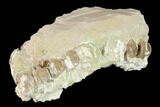 Oreodont (Merycoidodon) Partial Skull - Wyoming #145845-6